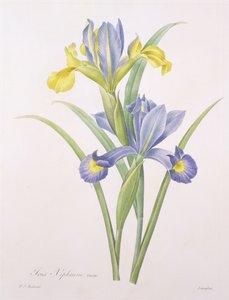 Iris xiphium, variété, gravé par Langlois, de 